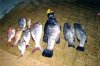 CATCH FROM A FEW WEEKS BACK